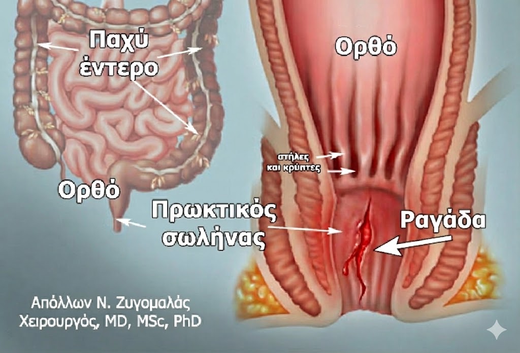 Ανατομία Πρωκτού